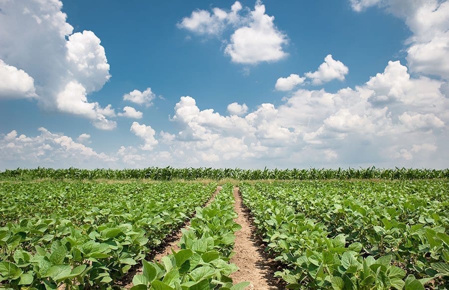 Soja tem cenário promissor e área plantada vai crescer