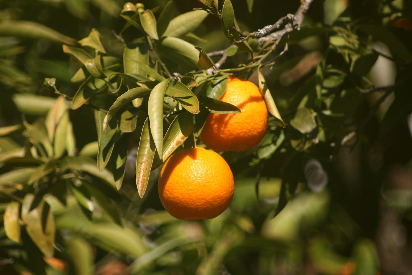 Citros: preço da laranja pera sobe; valor da tahiti recua