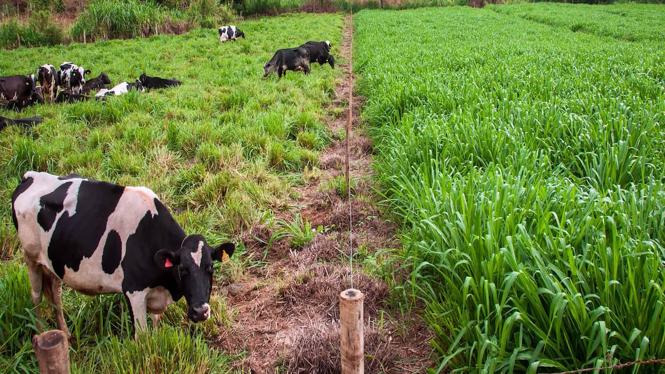 946 na producao de leite por hectare