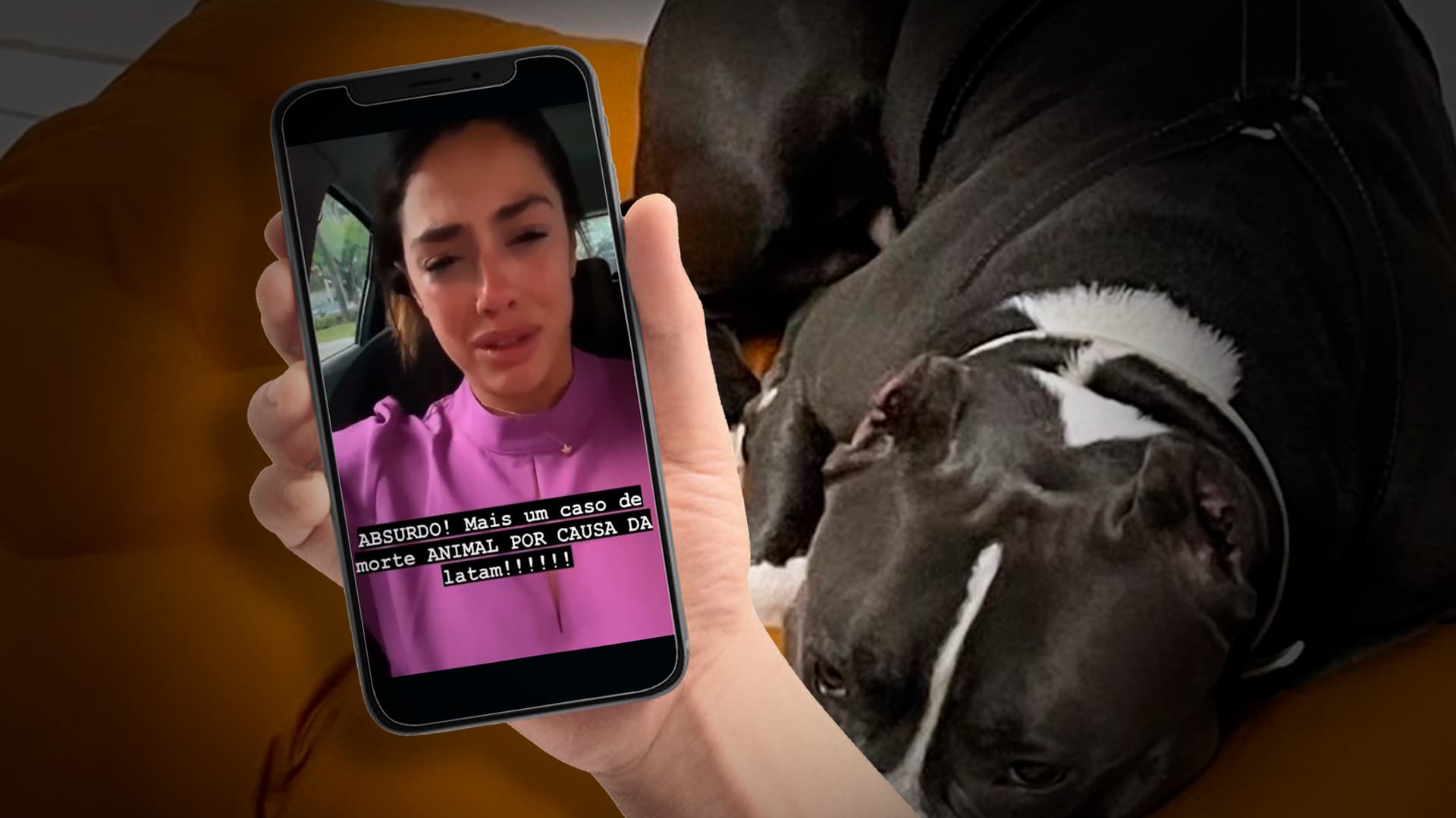 Após segunda morte de cachorro, Latam suspende transporte de pets