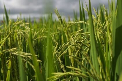 Governo Federal atualiza preço mínimo do arroz