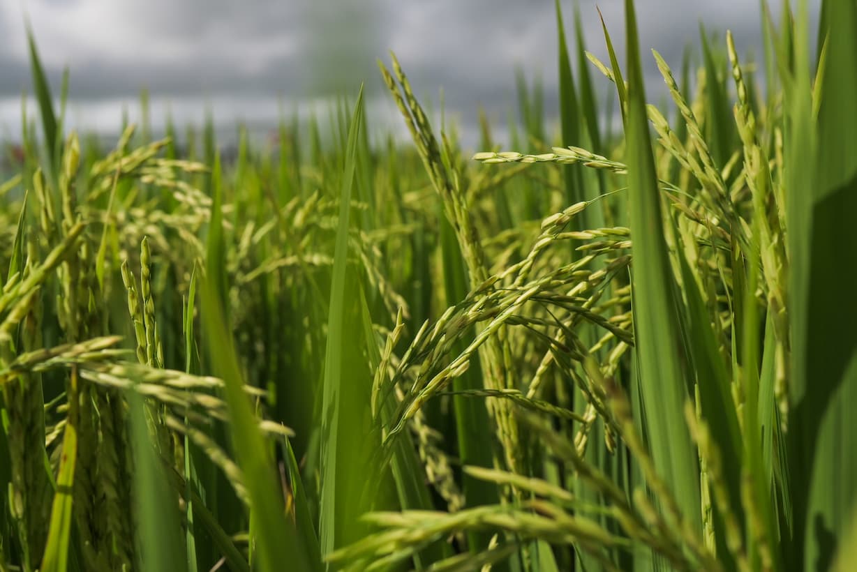 Arroz credito fagner almeida divulgacao 8 1