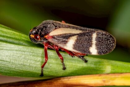 As cigarrinhas sao insetos sugadores e ao alimentar das plantas injetam toxinas e provocam a morte da pastagem. credito vinicius rodrigues de souza