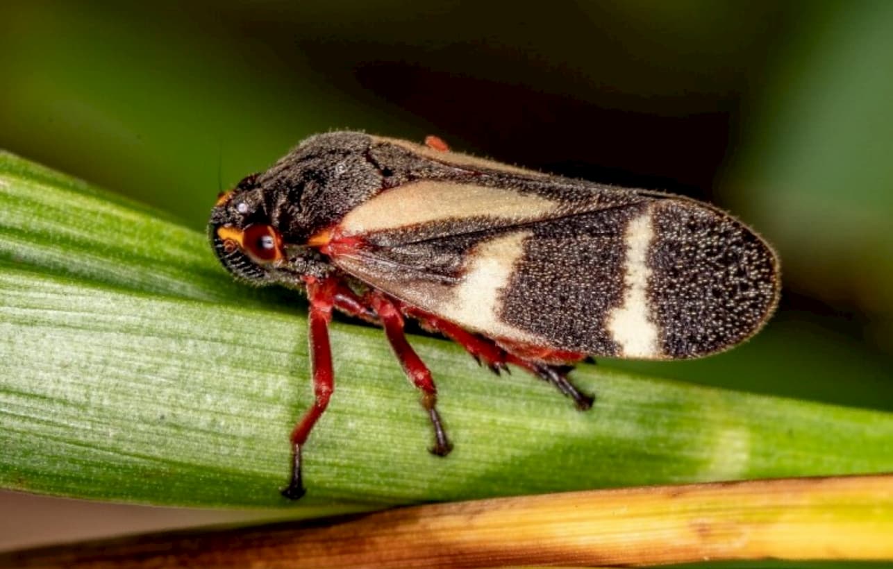 As cigarrinhas sao insetos sugadores e ao alimentar das plantas injetam toxinas e provocam a morte da pastagem. credito vinicius rodrigues de souza