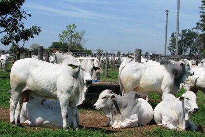 Boi: Demanda melhora e preços da arroba sobem em São Paulo