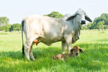 Brahman no verao do texas 1