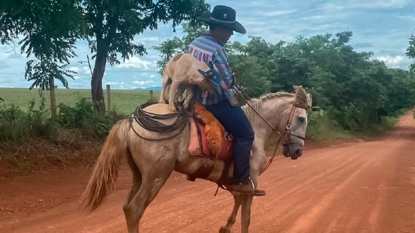 Cachorro peao monta a cavalo junto ao dono e bomba na internet