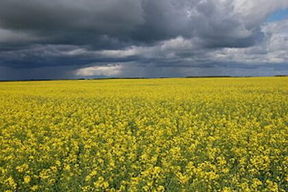 Canola