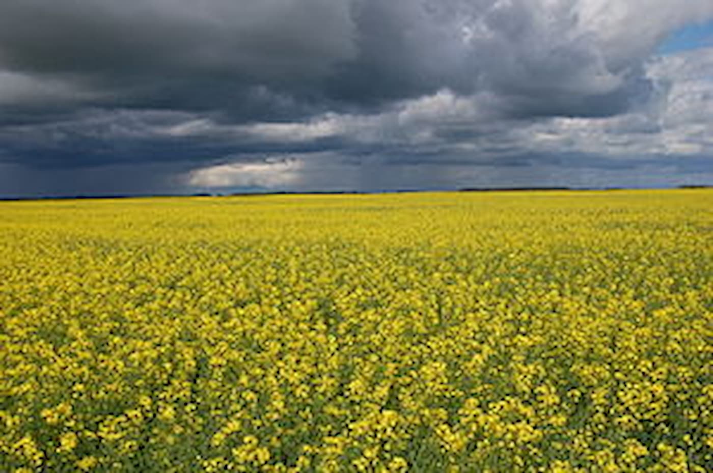 Canola