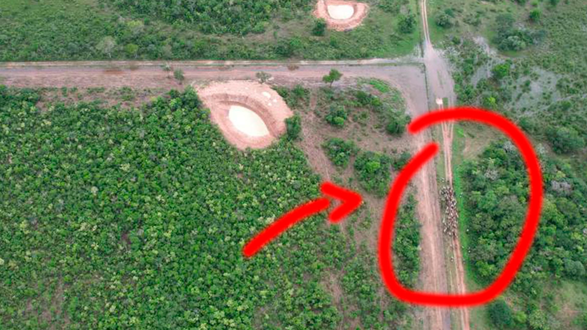 Com uso de drone, Indea-MT impede contrabando de boiada vinda da Bolívia