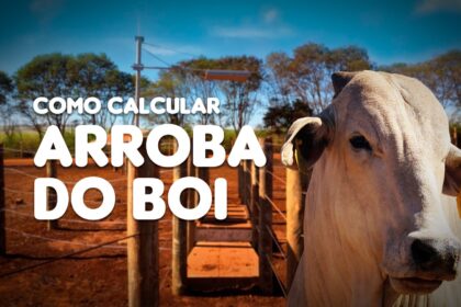 Como calcular arroba do boi corretamente