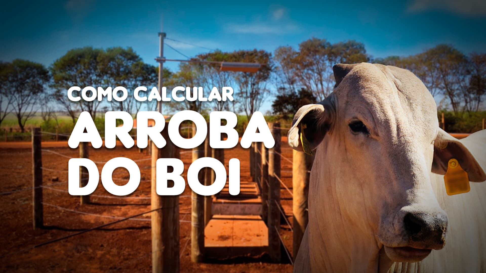 Como calcular arroba do boi corretamente?