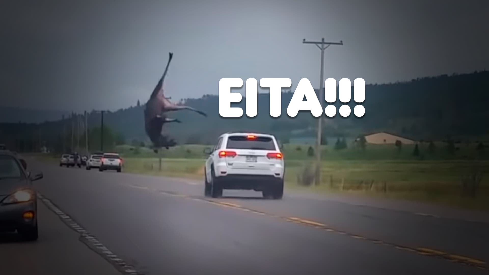 Momentos chocantes da natureza registrados por uma câmera