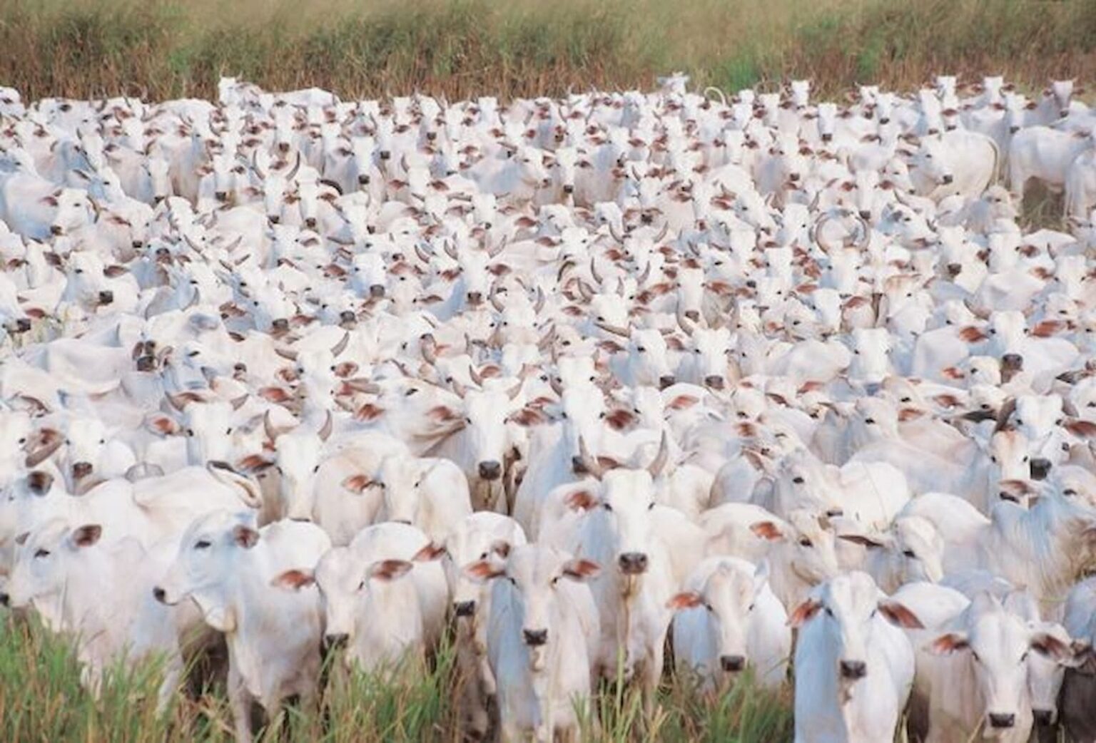 Pecuaria nacional mt