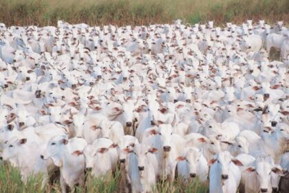 Pecuaria nacional mt