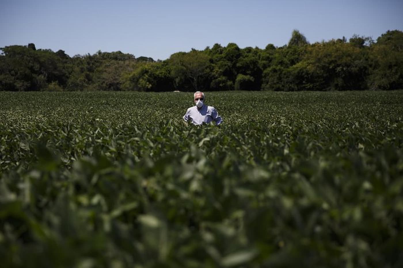 Plantar soja na capital e possivel veja lavouras do tamanho de 700 campos de futebol