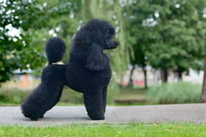 Poodle medio