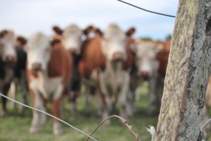 Primeiro carregamento de carne neutra de carbono da america do sul e exportada para a suica