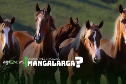 Quanto vale um cavalo mangalarga