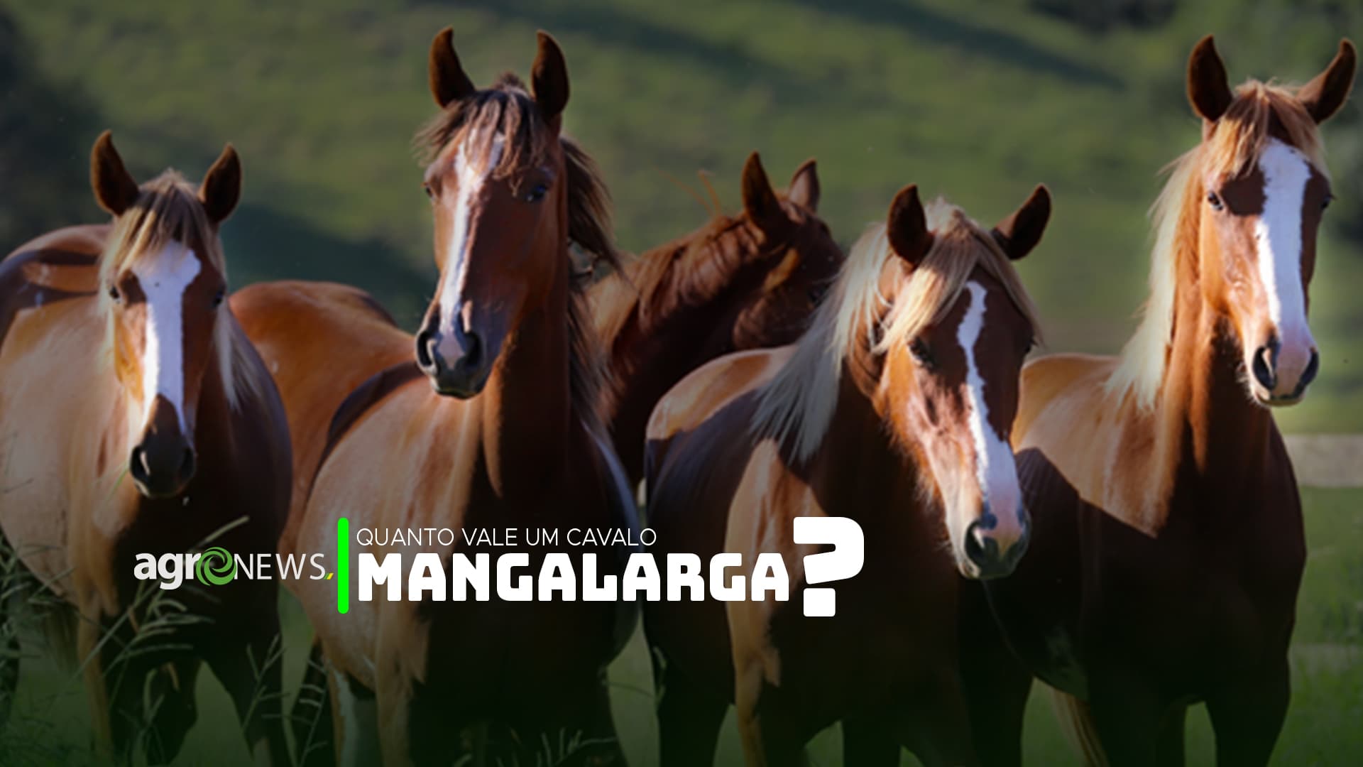 Você sabe quanto vale um cavalo Mangalarga?
