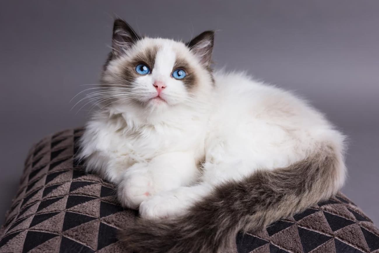 Ragdoll gato