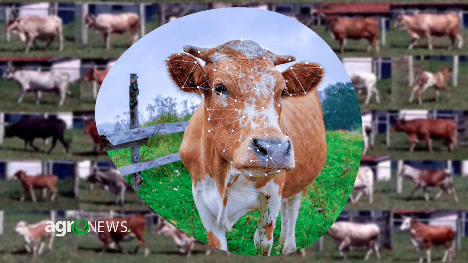 Sistema pantaneiro que permite a identificação de bovinos por imagem recebe diversas premiações