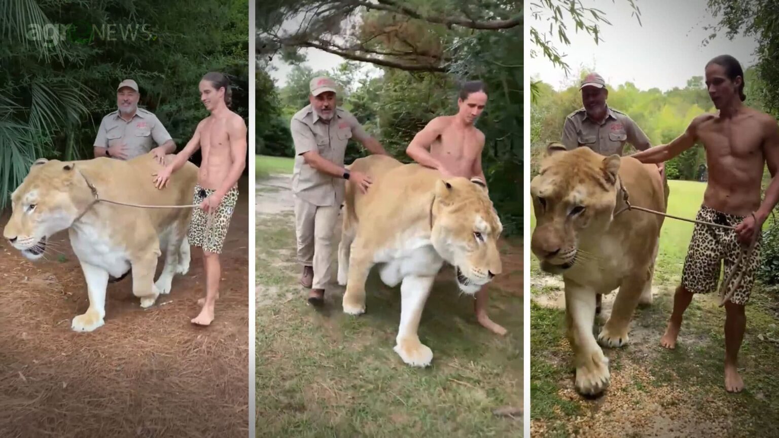 Video inedito mostra felino gigante fruto de cruzamento entre leao e tigre siberiano