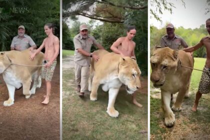 Video inedito mostra felino gigante fruto de cruzamento entre leao e tigre siberiano