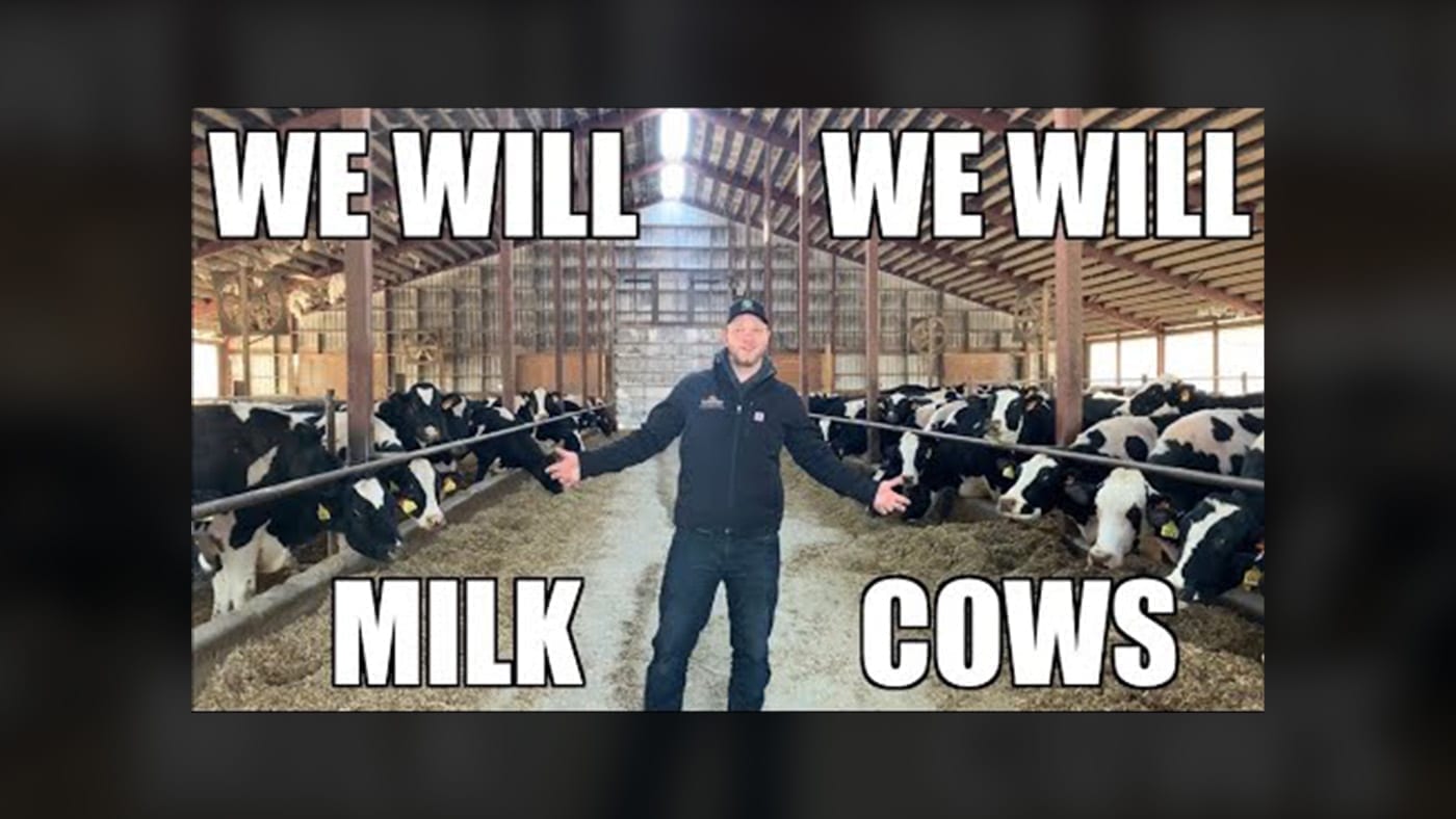 We will milk cows