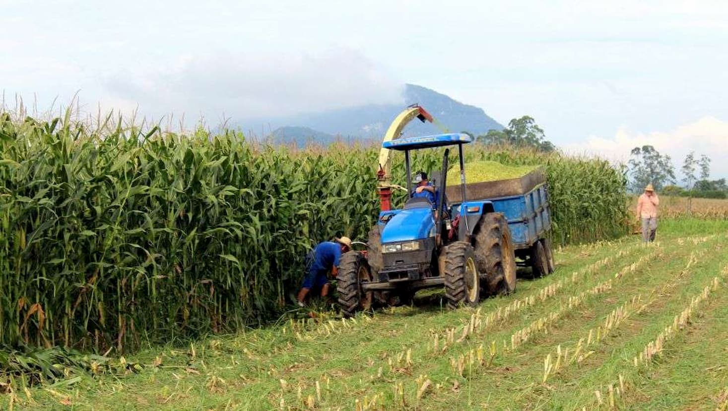 Agropecuária registra saldo positivo de 36,8 mil postos de trabalho no mês de junho