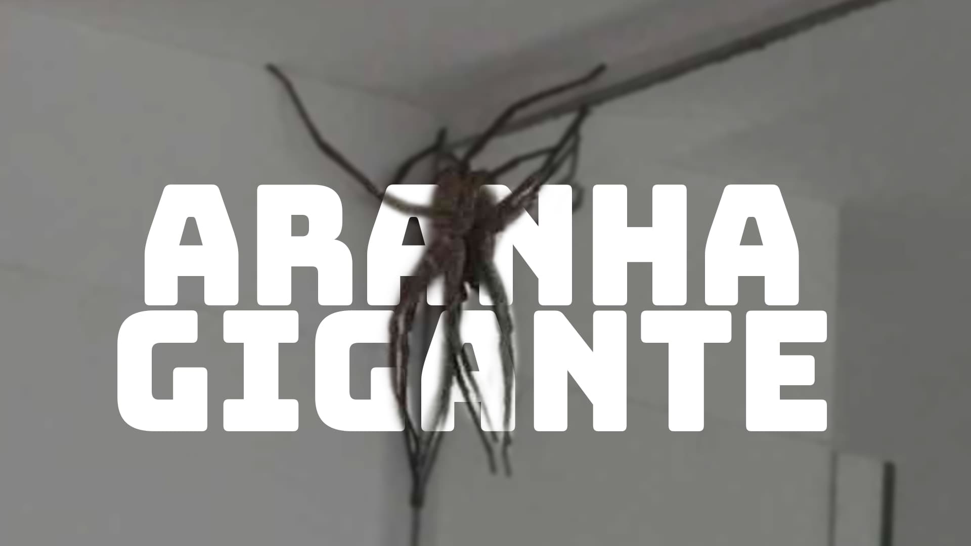 Aranha gigante em BH traumatiza moradores e não é o primeiro caso