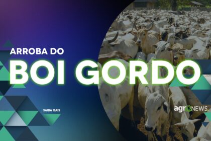 Arroba do boi gordo