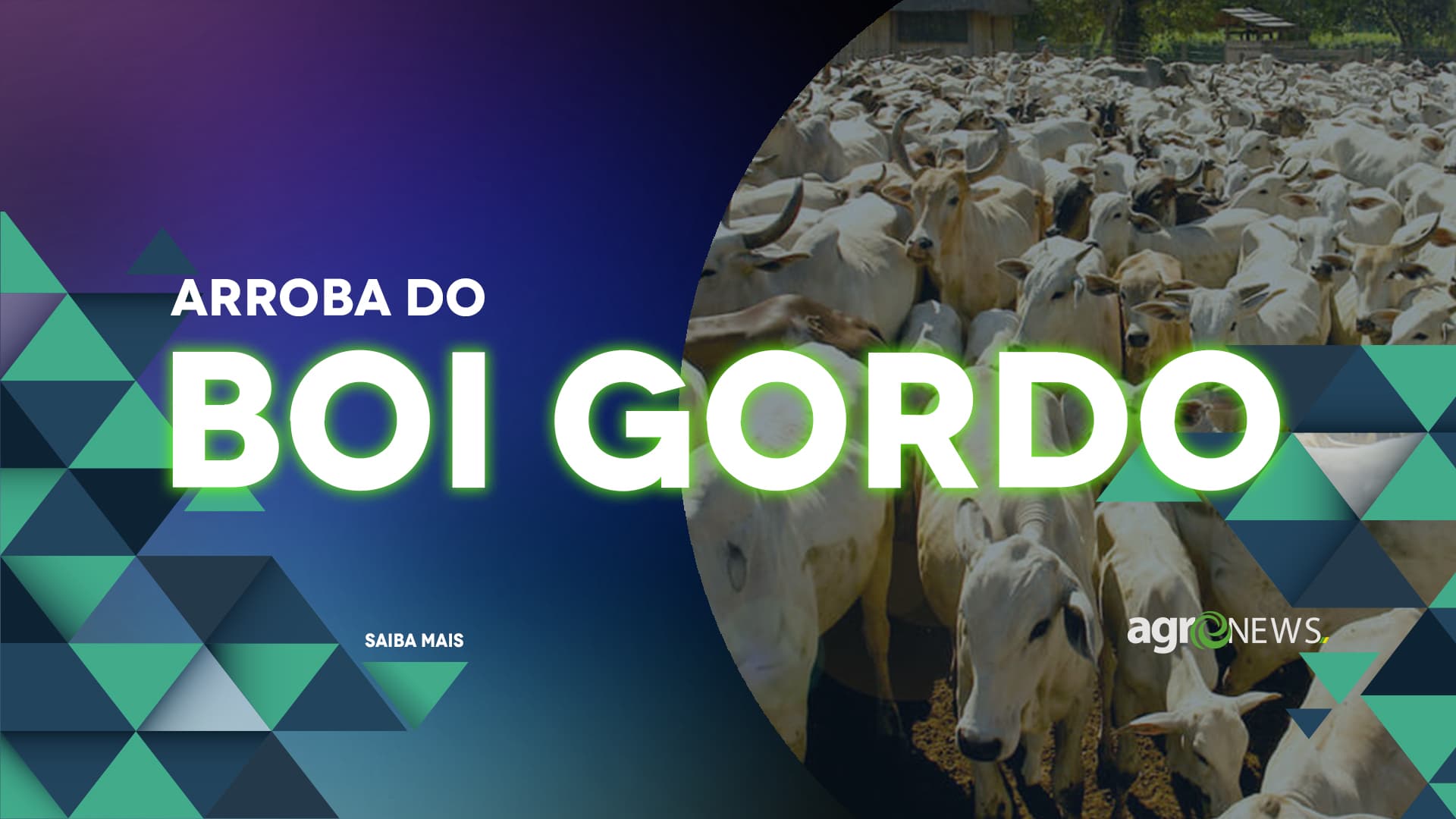 Arroba do boi pode chegar a R$ 360 reais em outubro, saiba os motivos