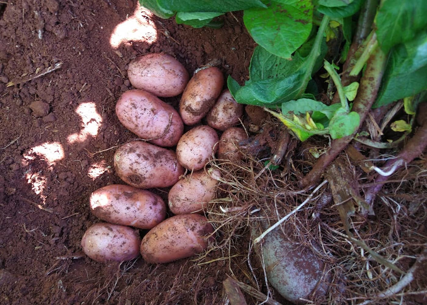 BRS F183 (Potira) - Nova cultivar de batata com dupla aptidão e excelente potencial produtivo