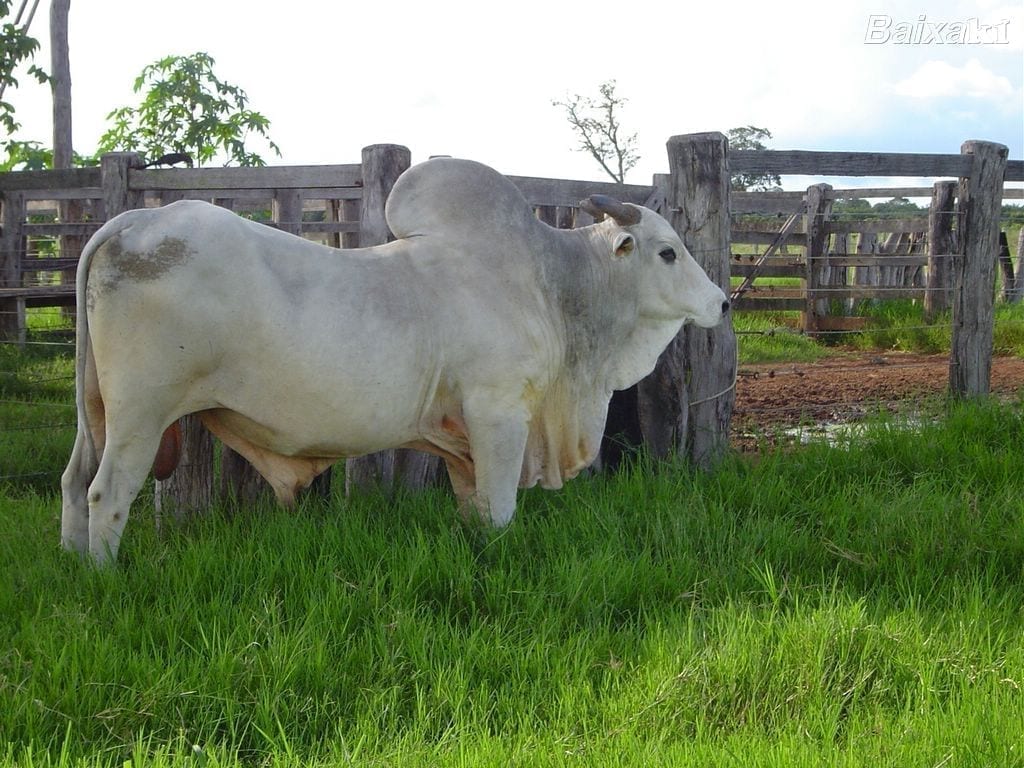 Boi gordo: preços seguem sustentados no Oeste de Santa Catarina