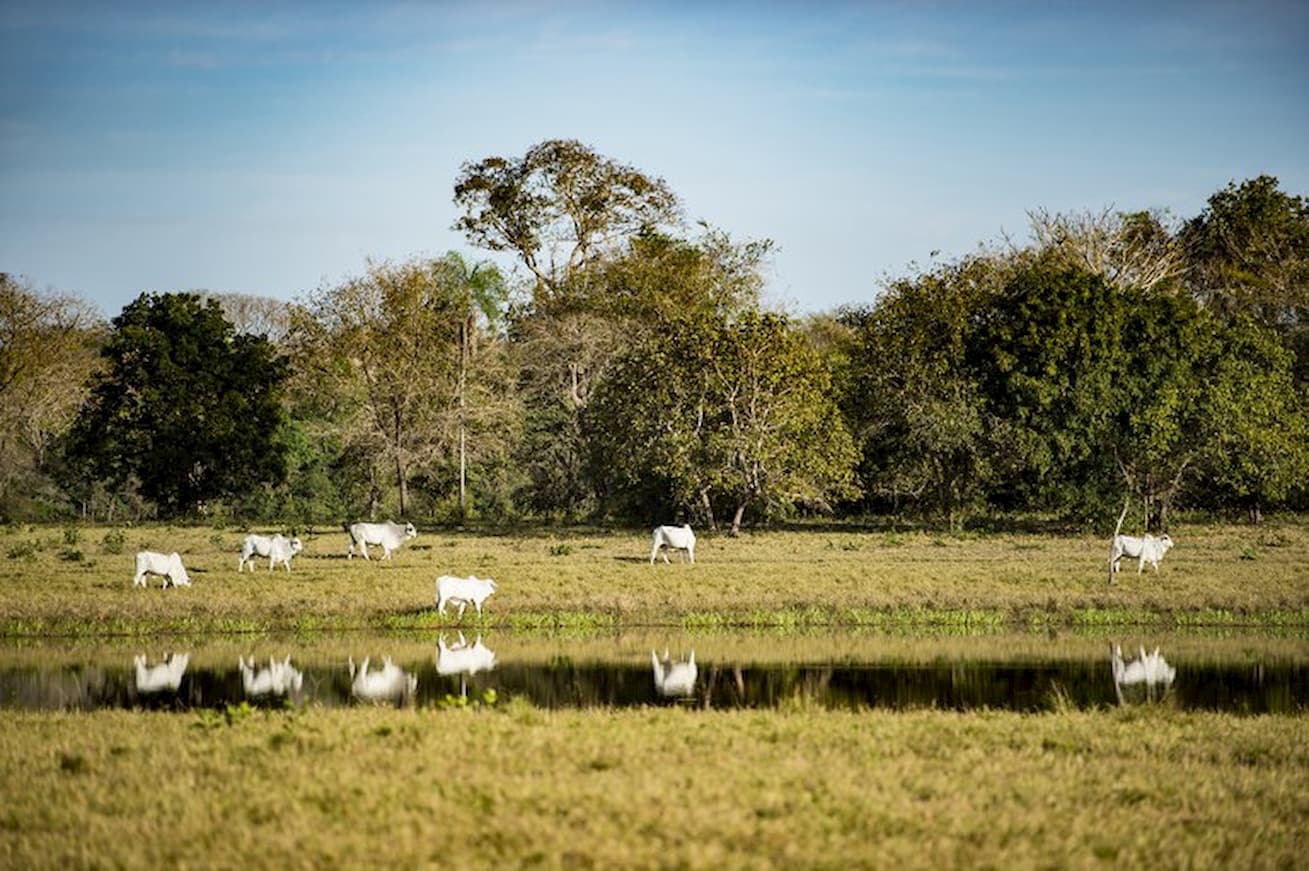 Acrimat e IDH anunciam Programa de Produção Sustentável de Bezerros no Pantanal mato-grossense