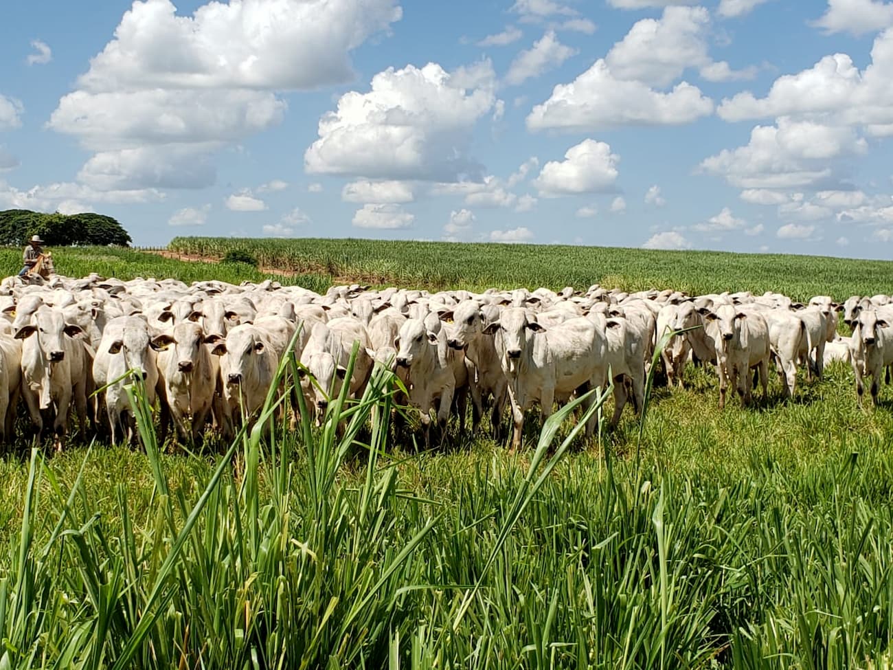 Mato Grosso registra aumento no valor da arroba produzida