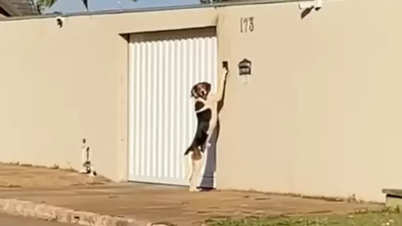 Cachorro tocando a campanhia