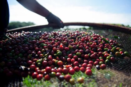 Exportações dos cafés diferenciados representam 18% do volume físico total vendido