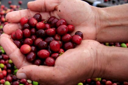 Café segue com baixa liquidez no mercado interno