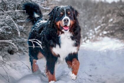 Dicas e cuidados com seu cachorro durante o frio