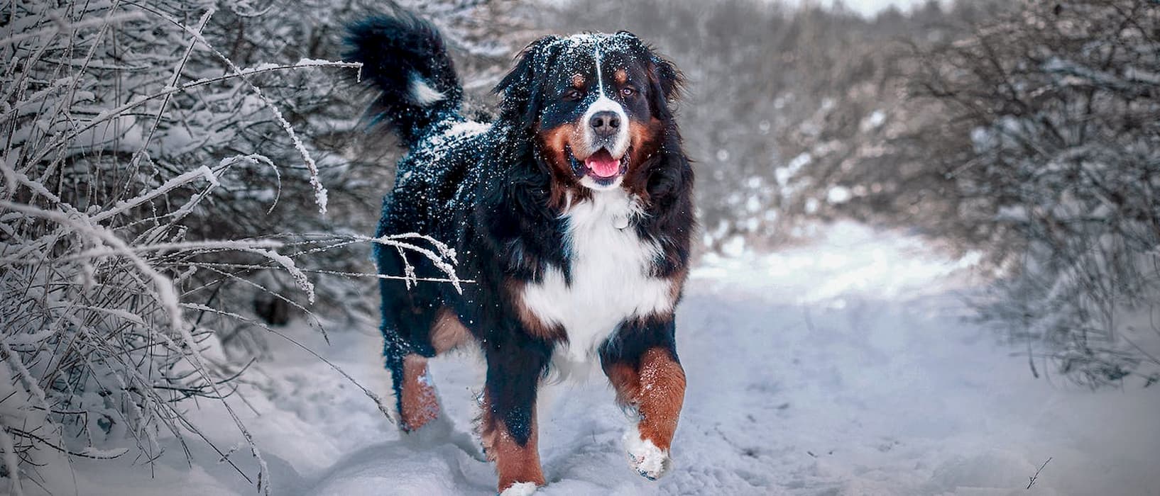Dicas e cuidados com seu cachorro durante o frio