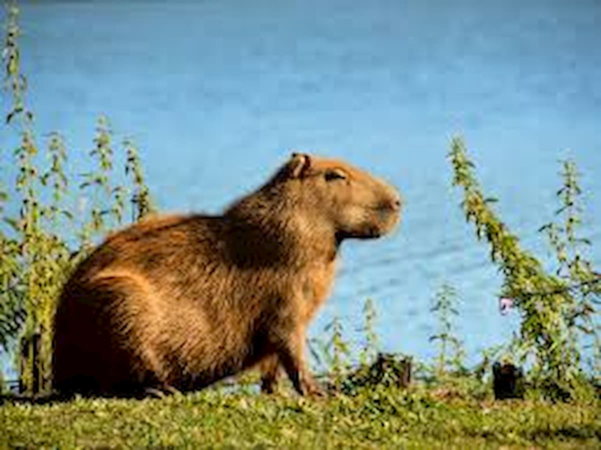 Capivara