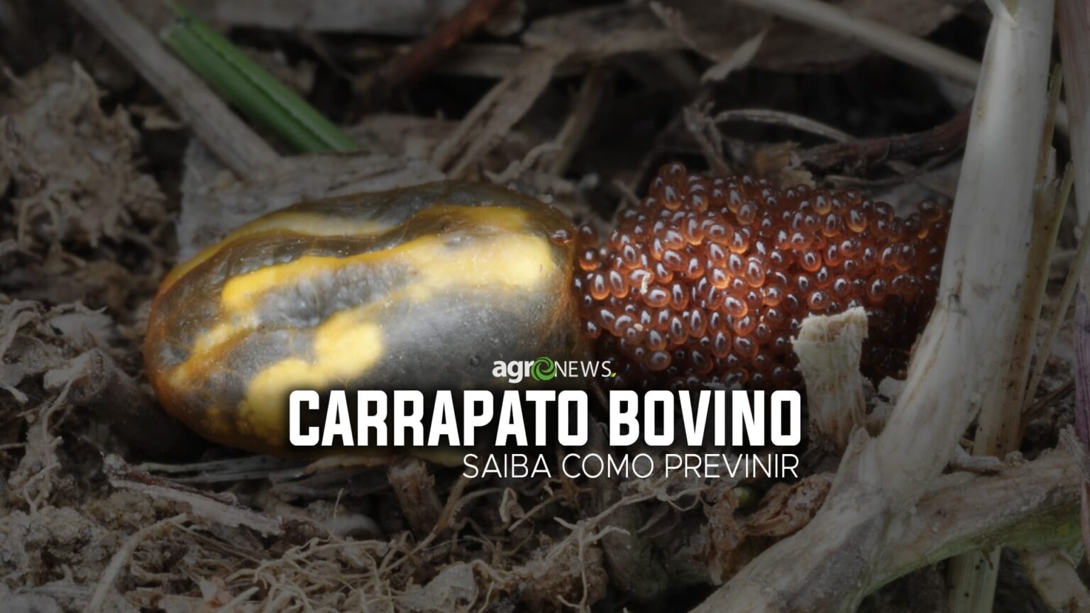 Carrapato bovino capa