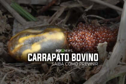 Carrapato bovino capa