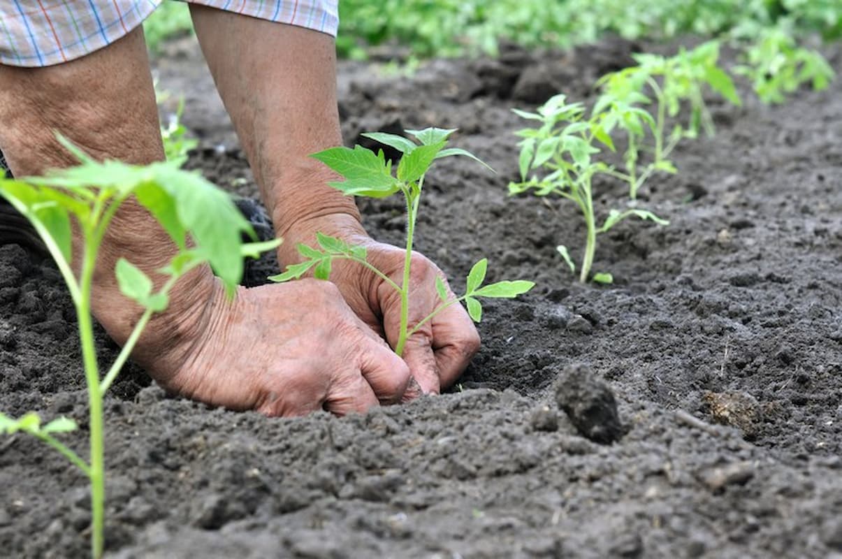 Defensivo agricola 1