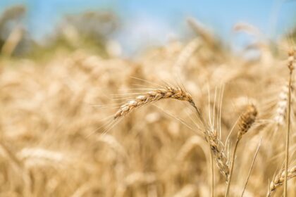 Ears of wheat close up on the field 1