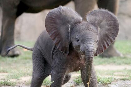 Elefante bebe