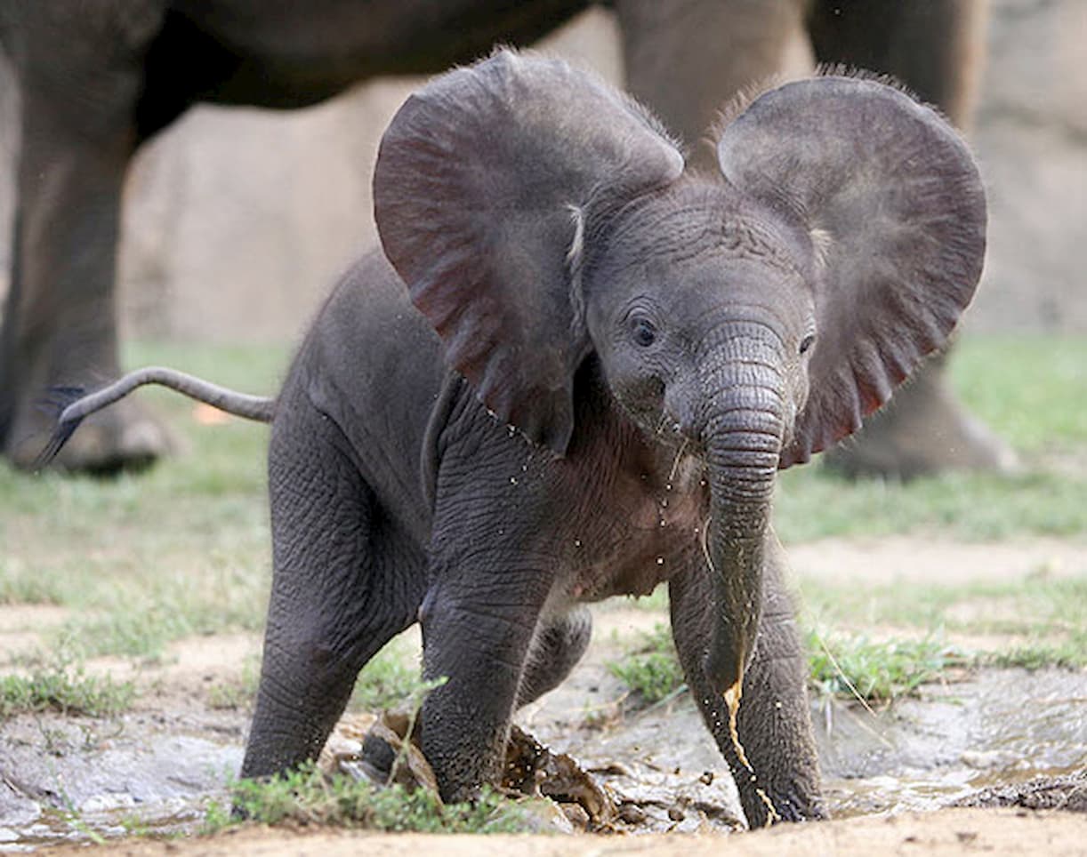 Elefante bebe