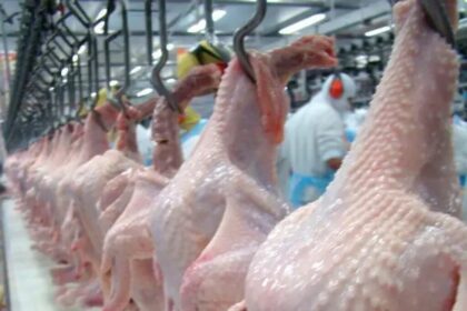 Janeiro termina com oscilações nos preços do frango